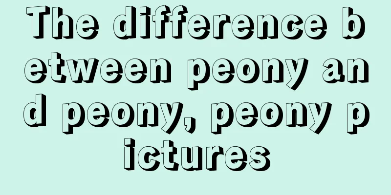 The difference between peony and peony, peony pictures