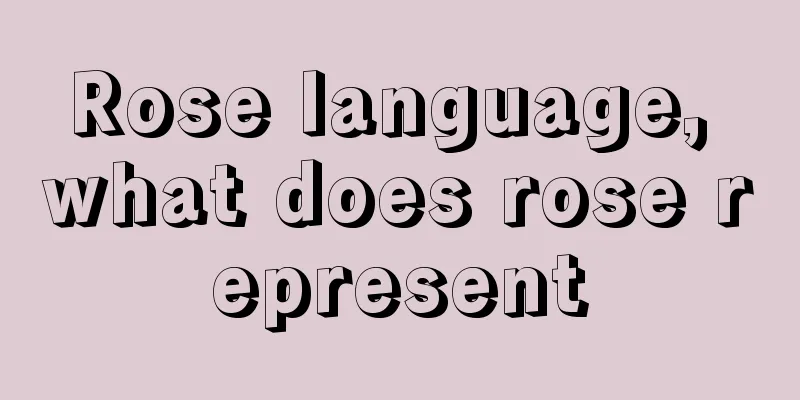 Rose language, what does rose represent