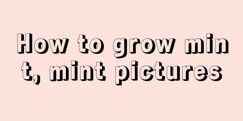 How to grow mint, mint pictures