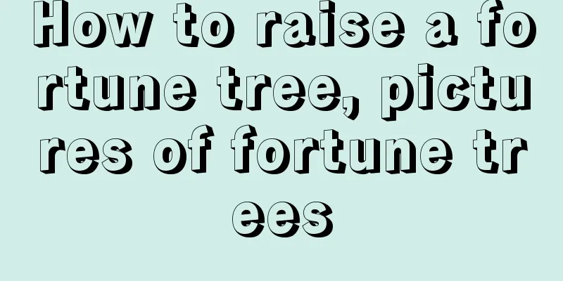 How to raise a fortune tree, pictures of fortune trees