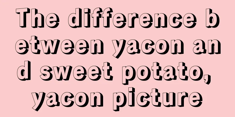 The difference between yacon and sweet potato, yacon picture