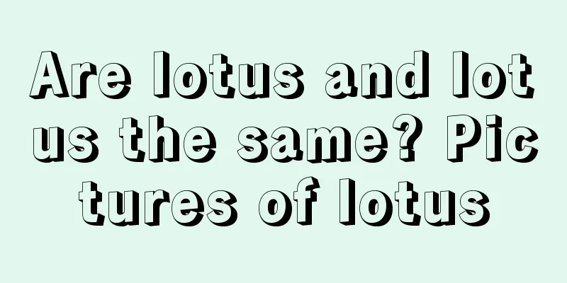 Are lotus and lotus the same? Pictures of lotus