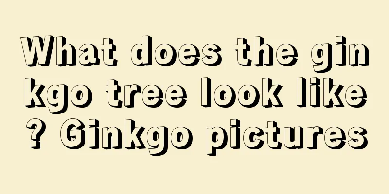 What does the ginkgo tree look like? Ginkgo pictures