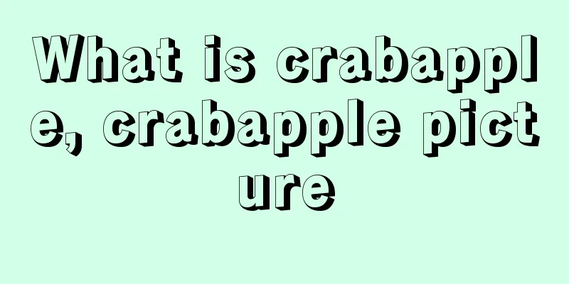 What is crabapple, crabapple picture