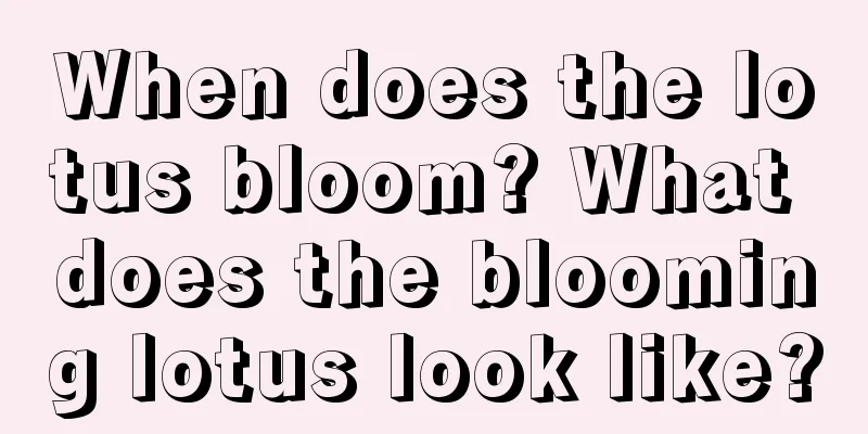 When does the lotus bloom? What does the blooming lotus look like?