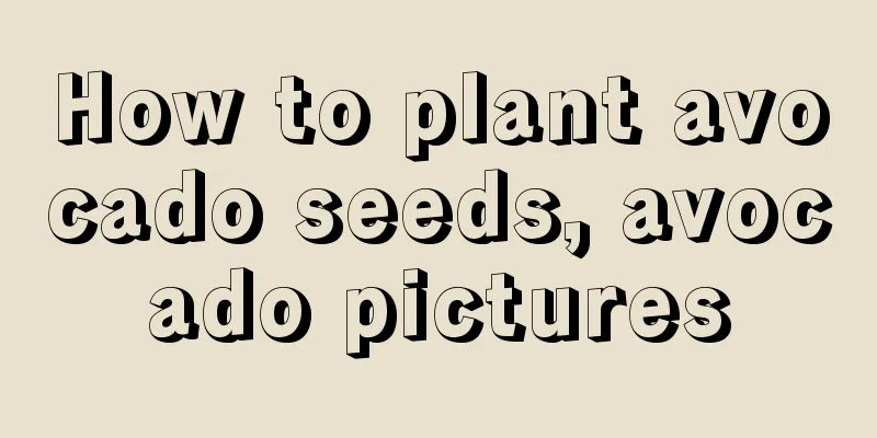 How to plant avocado seeds, avocado pictures