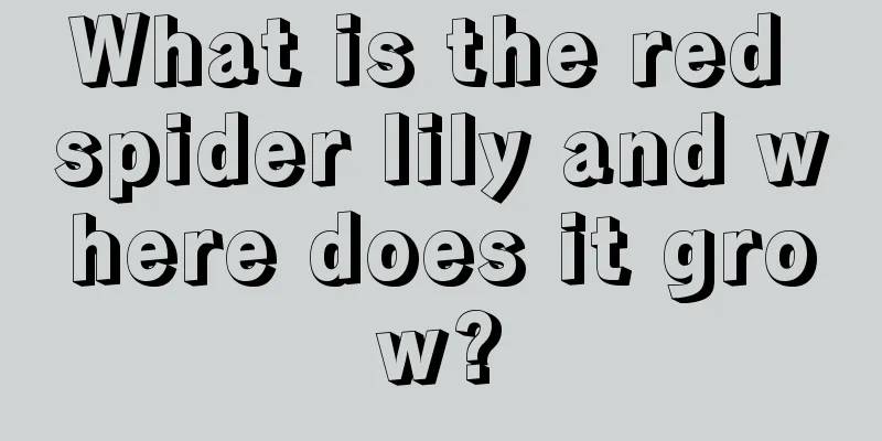 What is the red spider lily and where does it grow?