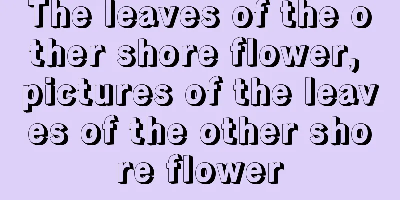 The leaves of the other shore flower, pictures of the leaves of the other shore flower