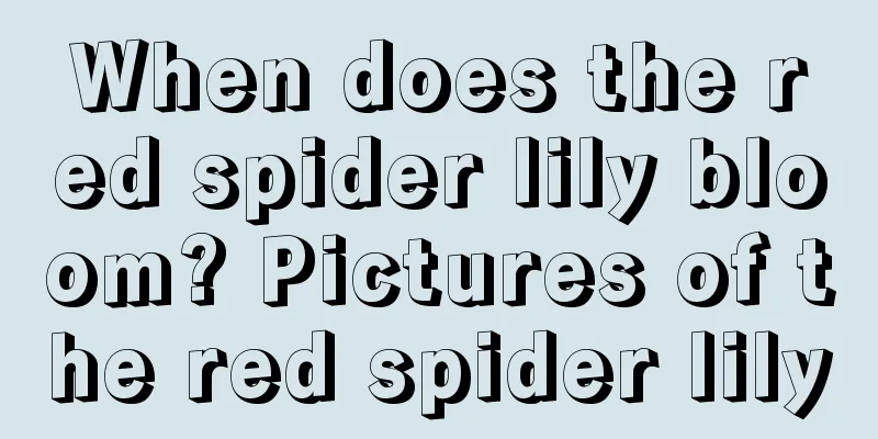 When does the red spider lily bloom? Pictures of the red spider lily