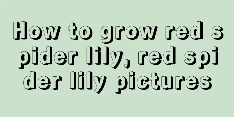 How to grow red spider lily, red spider lily pictures