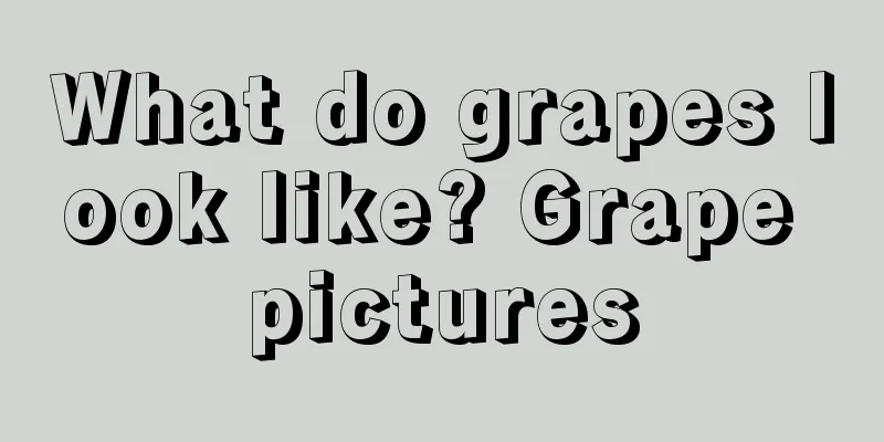 What do grapes look like? Grape pictures