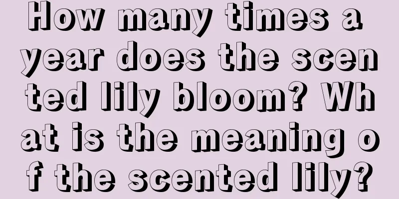 How many times a year does the scented lily bloom? What is the meaning of the scented lily?