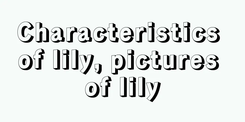 Characteristics of lily, pictures of lily