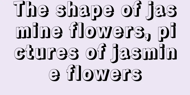 The shape of jasmine flowers, pictures of jasmine flowers