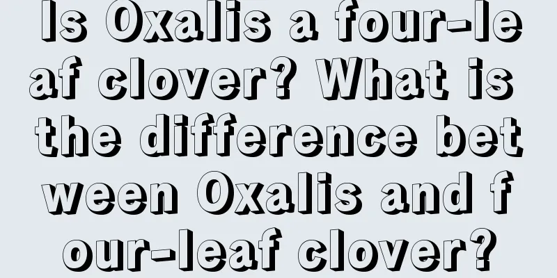 Is Oxalis a four-leaf clover? What is the difference between Oxalis and four-leaf clover?