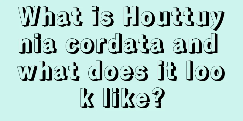 What is Houttuynia cordata and what does it look like?