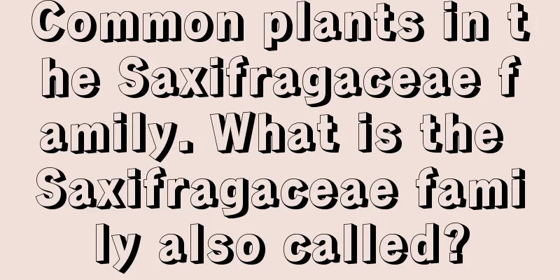 Common plants in the Saxifragaceae family. What is the Saxifragaceae family also called?