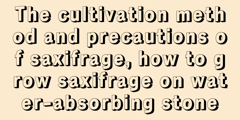 The cultivation method and precautions of saxifrage, how to grow saxifrage on water-absorbing stone