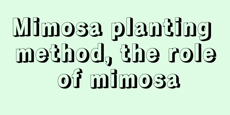 Mimosa planting method, the role of mimosa