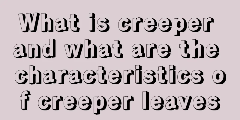 What is creeper and what are the characteristics of creeper leaves