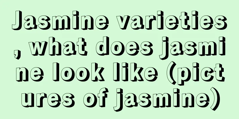 Jasmine varieties, what does jasmine look like (pictures of jasmine)