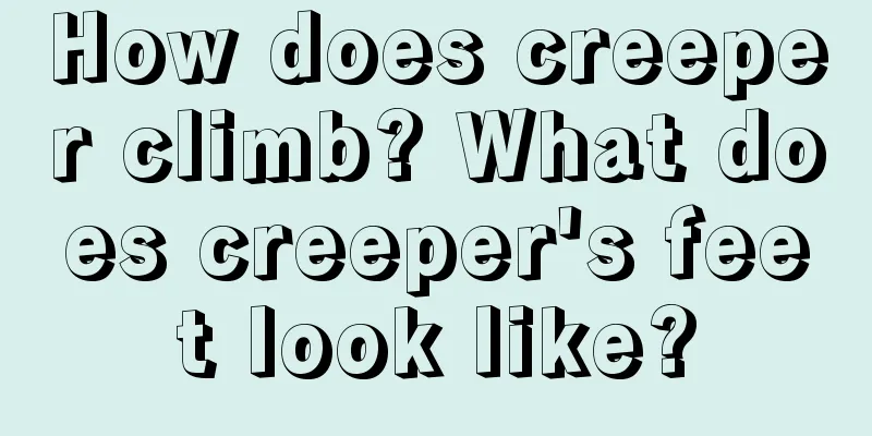 How does creeper climb? What does creeper's feet look like?