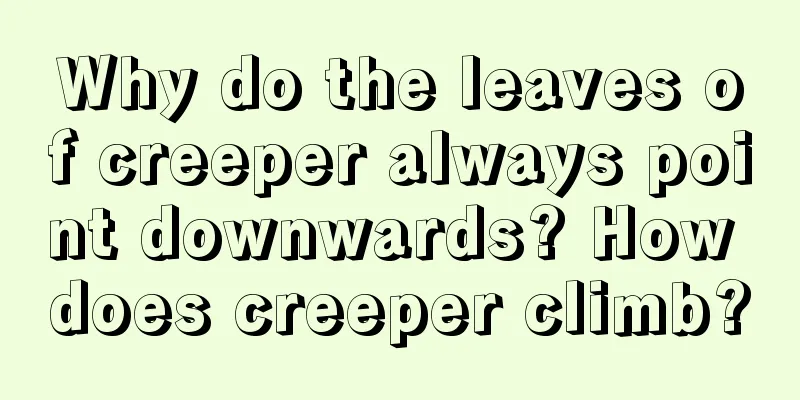 Why do the leaves of creeper always point downwards? How does creeper climb?