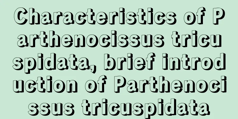 Characteristics of Parthenocissus tricuspidata, brief introduction of Parthenocissus tricuspidata