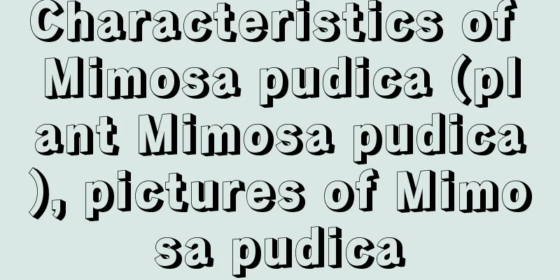 Characteristics of Mimosa pudica (plant Mimosa pudica), pictures of Mimosa pudica