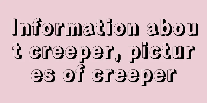 Information about creeper, pictures of creeper