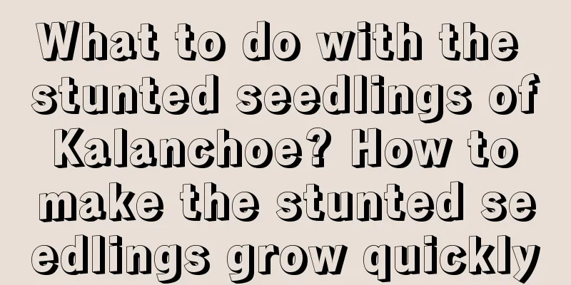 What to do with the stunted seedlings of Kalanchoe? How to make the stunted seedlings grow quickly