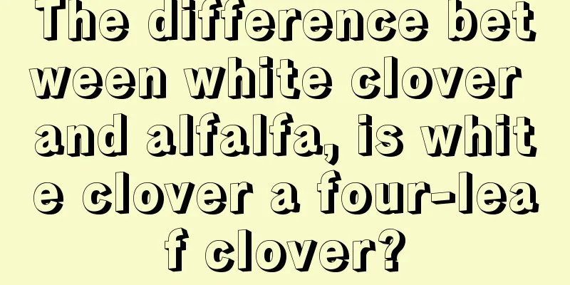 The difference between white clover and alfalfa, is white clover a four-leaf clover?