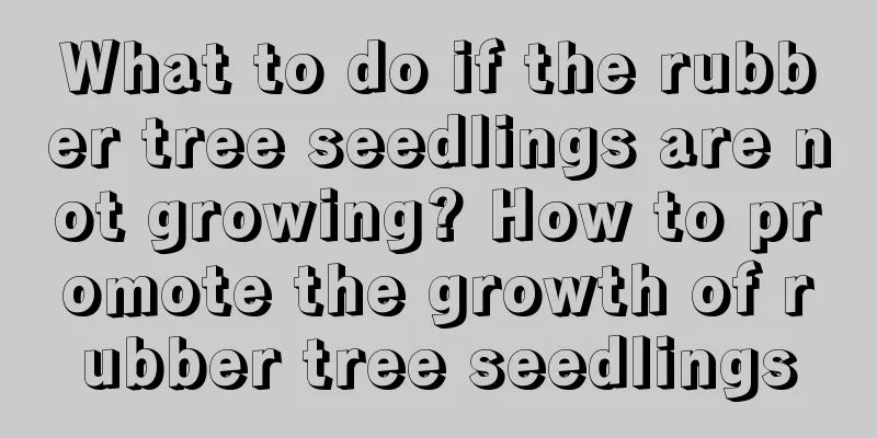 What to do if the rubber tree seedlings are not growing? How to promote the growth of rubber tree seedlings