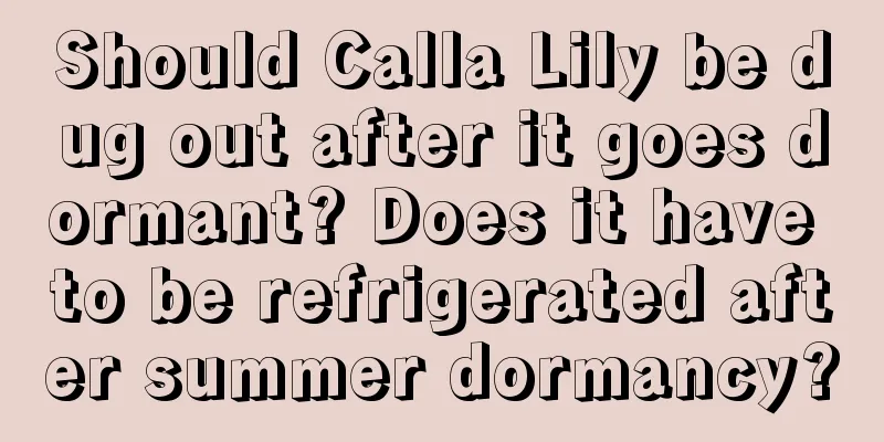 Should Calla Lily be dug out after it goes dormant? Does it have to be refrigerated after summer dormancy?