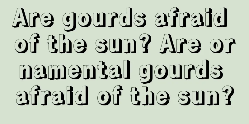 Are gourds afraid of the sun? Are ornamental gourds afraid of the sun?