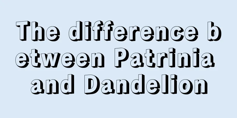 The difference between Patrinia and Dandelion