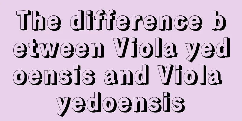 The difference between Viola yedoensis and Viola yedoensis