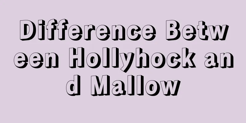 Difference Between Hollyhock and Mallow