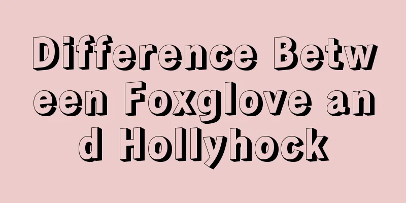 Difference Between Foxglove and Hollyhock