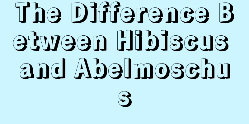 The Difference Between Hibiscus and Abelmoschus