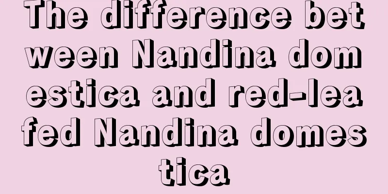 The difference between Nandina domestica and red-leafed Nandina domestica