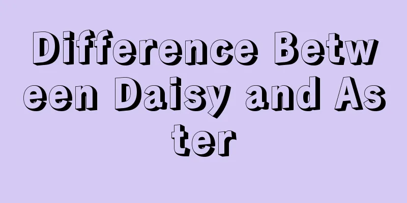 Difference Between Daisy and Aster