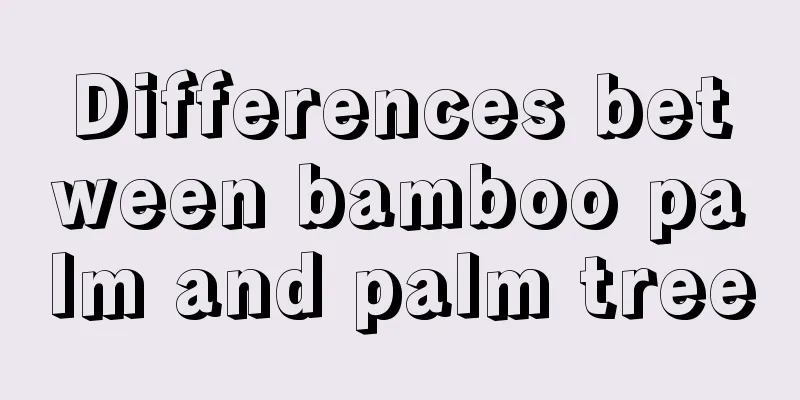 Differences between bamboo palm and palm tree