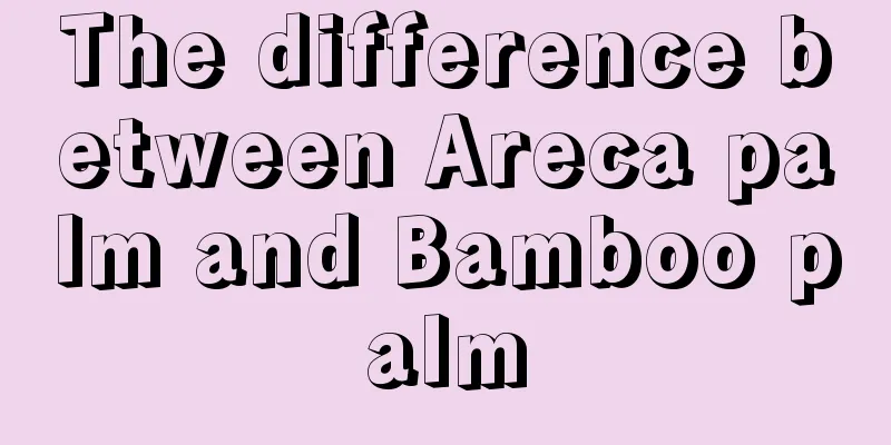 The difference between Areca palm and Bamboo palm