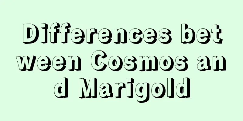 Differences between Cosmos and Marigold