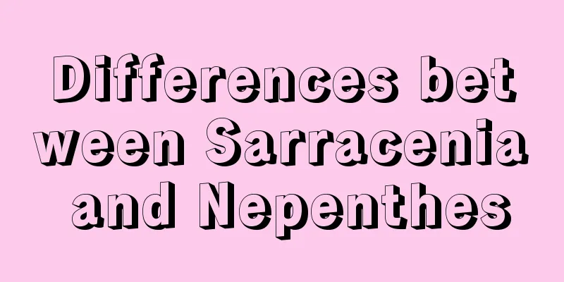 Differences between Sarracenia and Nepenthes