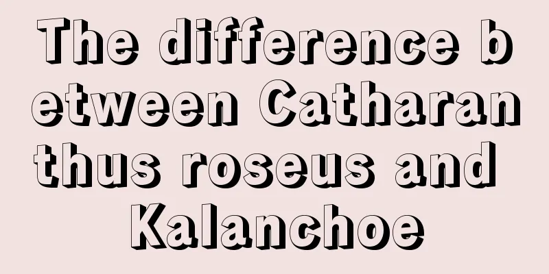 The difference between Catharanthus roseus and Kalanchoe