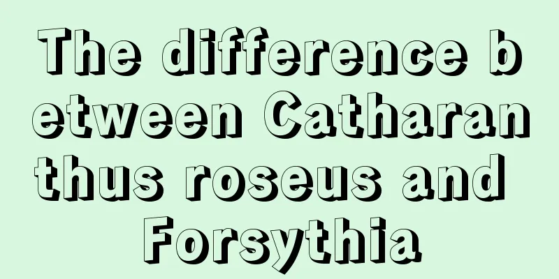 The difference between Catharanthus roseus and Forsythia