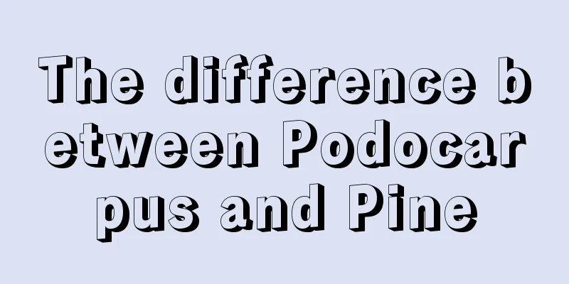 The difference between Podocarpus and Pine