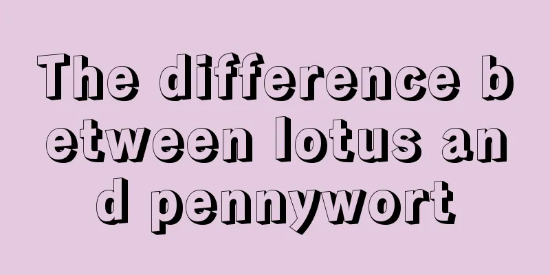 The difference between lotus and pennywort